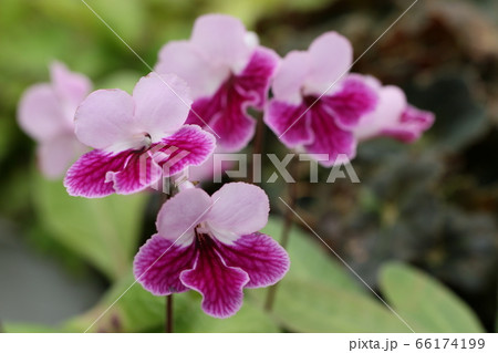 ストレプトカーバス ストレプトカーバス 66174199