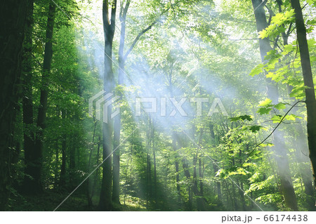 Green deciduous forest in the fog, illuminated by the sun. Green deciduous forest in the fog, illuminated by the sun. 66174438