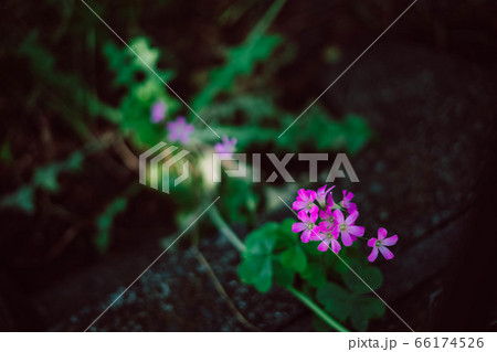 木陰に咲く紫の花 66174526