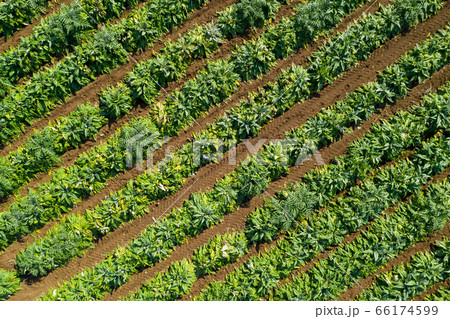 Aerial image of rows of ripe Artichokes in a field. Aerial image of rows of ripe Artichokes in a field. 66174599
