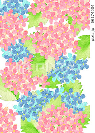 青とピンクの紫陽花の待ち受けのイラスト素材
