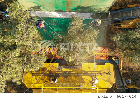 Olive Tree Shaker Harvester operation supported by four Pole beating workers, Aeri 66174614