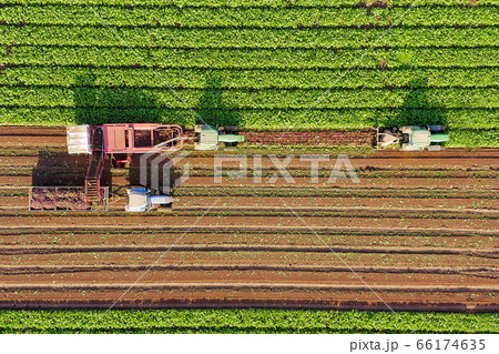 Beet root Harvesting process, Top down aerial image. Beet root Harvesting process, Top down aerial image. 66174635