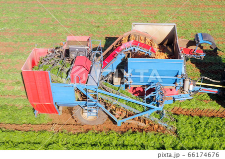 Two row Carrot Picker processing rows of ripe Carrots. 66174676