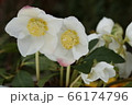 クリスマスローズ 66174796