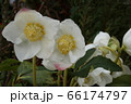 クリスマスローズ 66174797