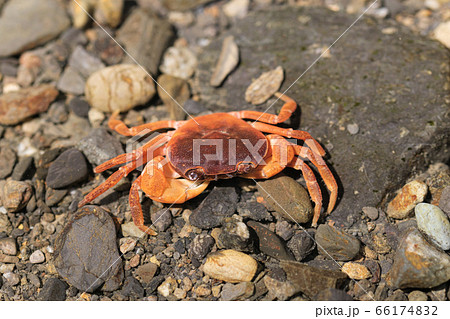 川にいるサワガニ 66174832