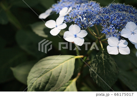 咲き始めたアジサイ 66175017