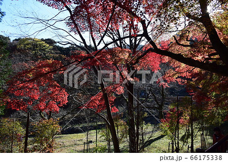 養老の滝の紅葉の写真素材