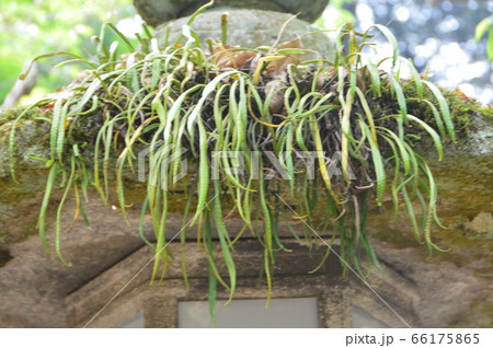 苔むした灯篭(金崎宮/福井県敦賀市金ヶ崎町) 苔むした灯篭(金崎宮/福井県敦賀市金ヶ崎町) 66175865