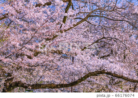 桜 井の頭公園 桜 井の頭公園 66176074