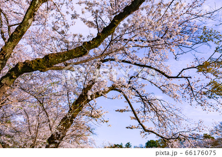 桜咲く井の頭公園 東京 桜咲く井の頭公園 東京 66176075