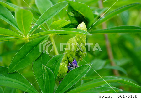 雨上がりのルピナスのつぼみ 66176159