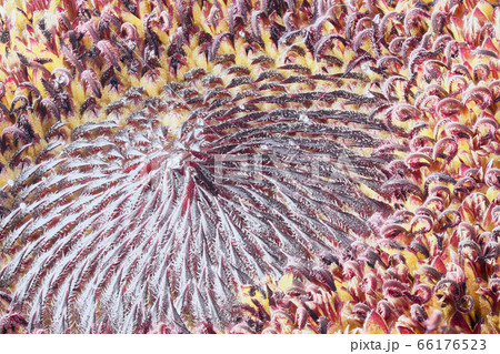 ひまわり(マクロ) ひまわり(マクロ) 66176523