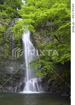 箕面大滝 新緑(大阪府箕面市) 箕面大滝 新緑(大阪府箕面市) 66176564