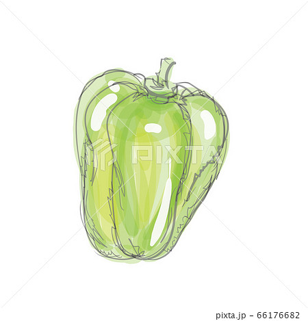 Bell Pepper Watercolor Hand Drawn Style Stock Illustration