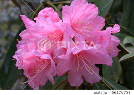 石楠花・岡寺【奈良県明日香村】 石楠花・岡寺【奈良県明日香村】 66176753