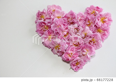 ダマスクローズ 66177228