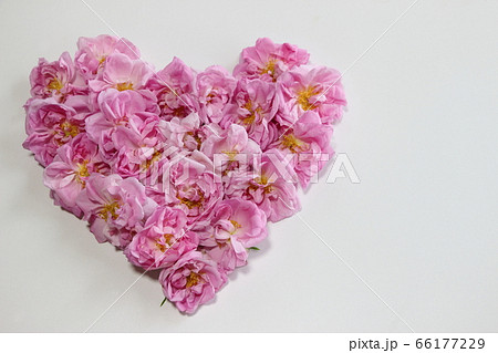 ダマスクローズ 66177229