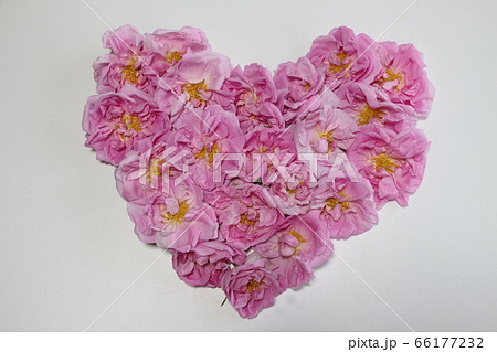 ダマスクローズ ダマスクローズ 66177232