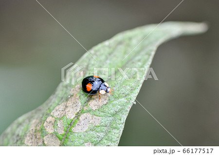 ナミテントウ（二紋型） 66177517