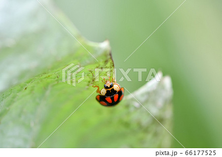 ナミテントウ（紋型） 66177525