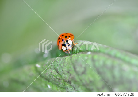 ナミテントウ 66177529