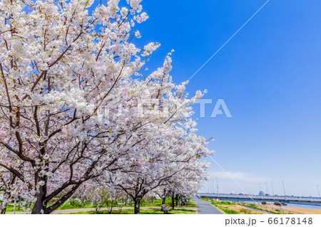 小松川千本桜　東京 66178148