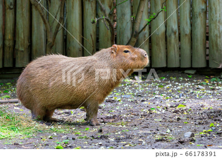 Capybara stands on bare ground and sniffs  66178391