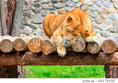 A lioness sleeps peacefully on a platform 66178392