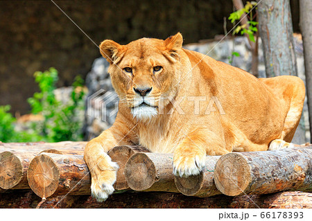 Portrait of a lioness lying on a platform 66178393