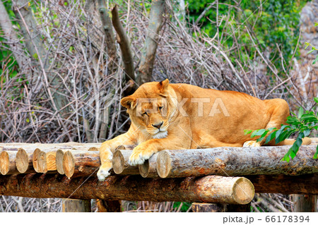 A lioness sleeps peacefully on a platform 66178394