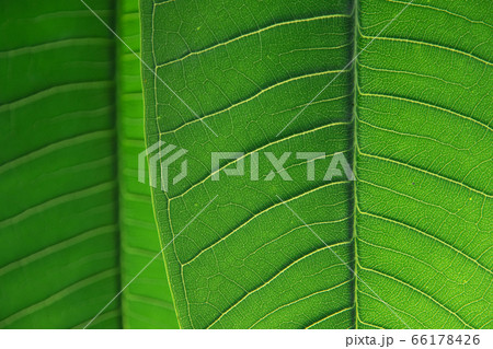 Dark green leaf texture with veins in backlight. Macro abstract nature background. 66178426