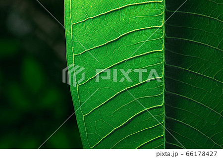Dark green leaf texture with veins. Macro abstract nature background. 66178427
