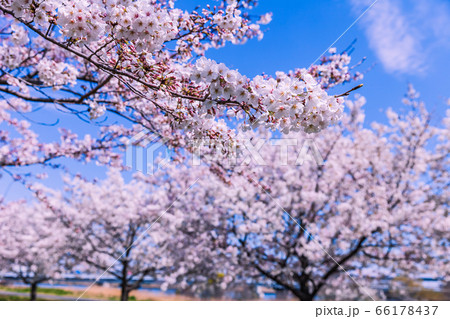 小松川千本桜 東京 小松川千本桜 東京 66178437
