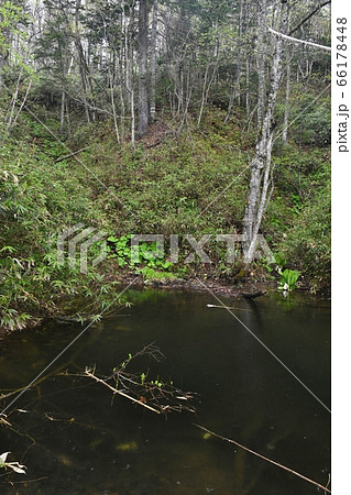 エゾサンショウウオの産卵池 66178448