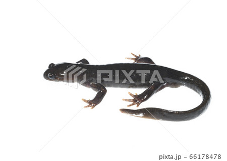 エゾサンショウウオ　白バック 66178478