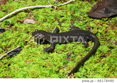 苔の上のエゾサンショウウオ　雄 66178480