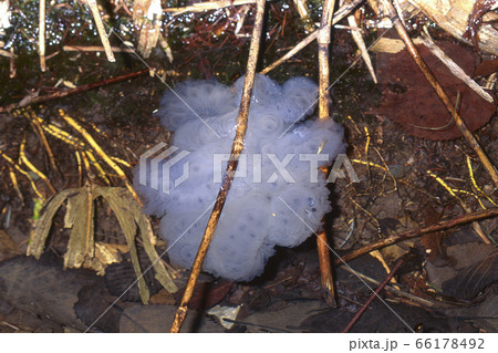 側溝で見つけたエゾサンショウウオの卵嚢 66178492