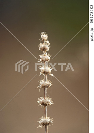 冬枯れて美しい輪郭を見せるキセワタ 冬枯れて美しい輪郭を見せるキセワタ 66178532