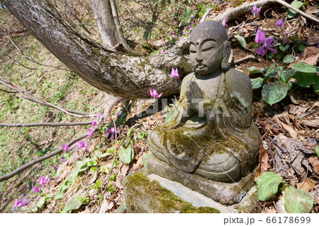 北海道浦臼町 カタクリの花とお地蔵さんの写真素材