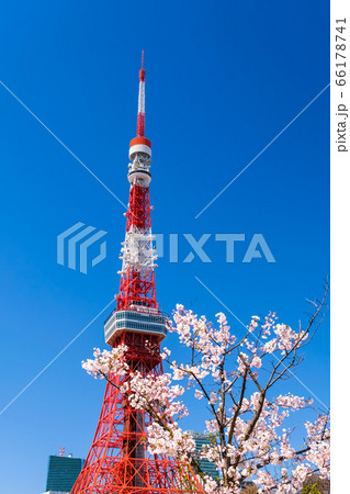 東京タワーと桜 芝公園 66178741