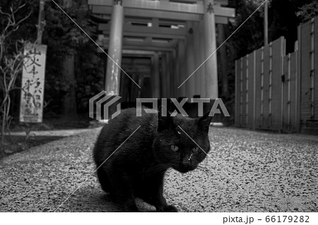 黒猫 黒猫 66179282
