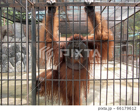 Monkey in a cage Monkey in a cage 66179612