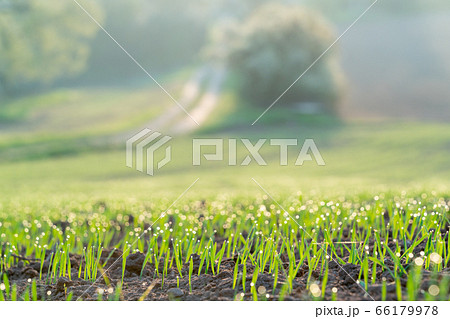 Young wheat crops in the morning agricultural Young wheat crops in the morning agricultural 66179978
