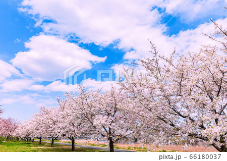 小松川千本桜　東京 66180037