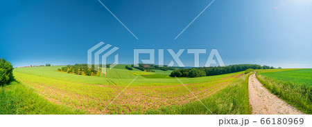 Rural road and field , spring fresh green grass Rural road and field , spring fresh green grass 66180969