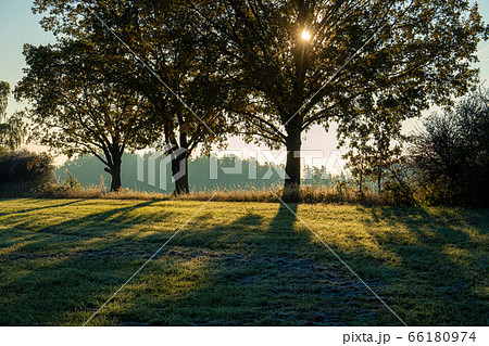 Tree in a meadow on a foggy morning Tree in a meadow on a foggy morning 66180974