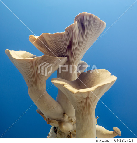 fresh royal oyster mushrooms for cooking 66181713