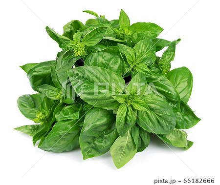 Basil leaves 66182666